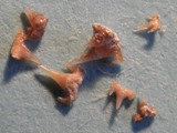 Scyliorhinus